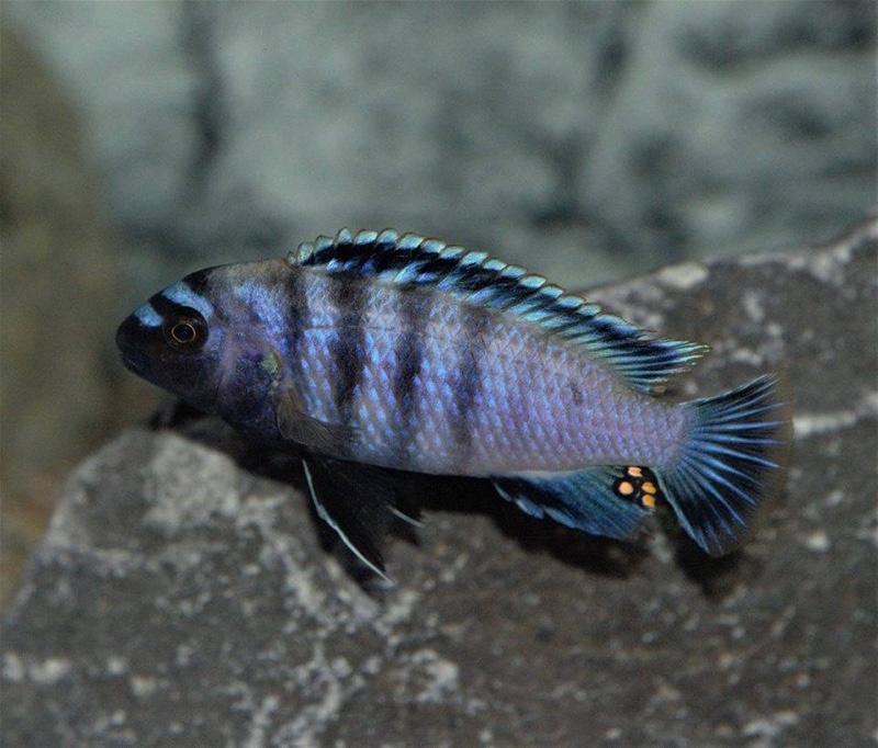 Chindongo minutus 'Lion's Cove'